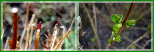 Débourrements en cours...