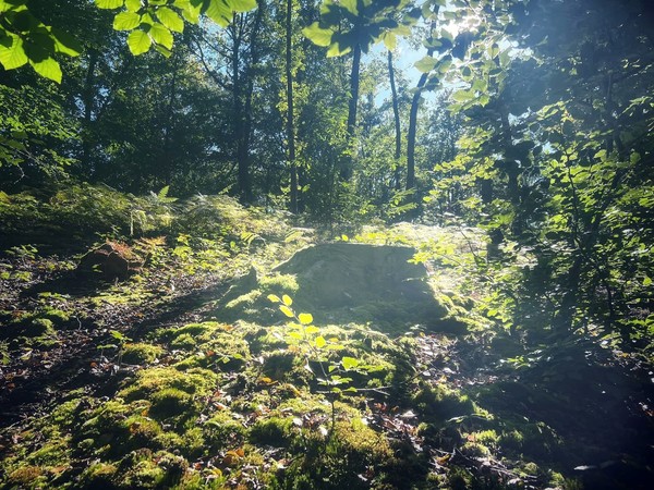 à Forêt de SAINTE-APPOLINE (Plaisir) Yvelines