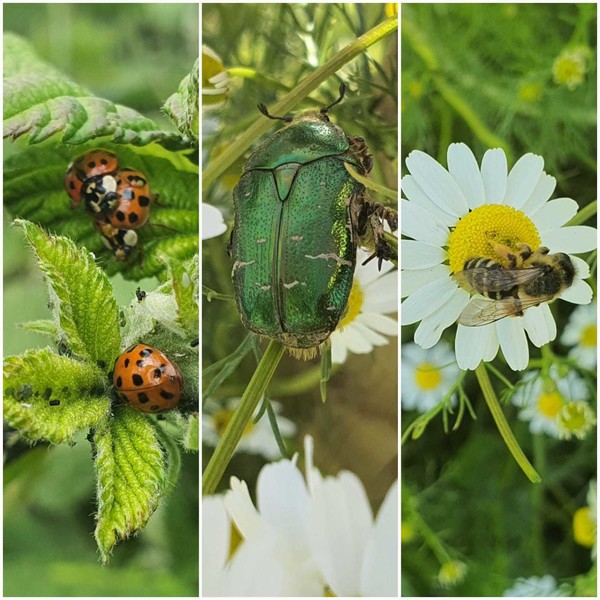 Insectes & coléoptères au jardin