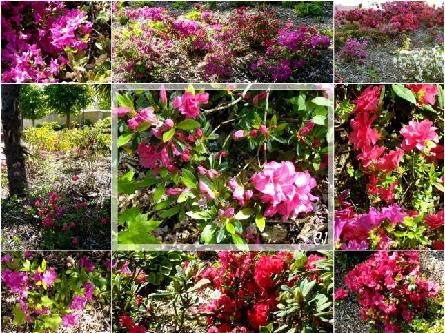 page_9_azalees_varies