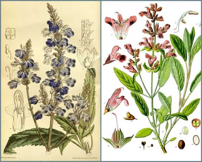 sauge_images_anciennes